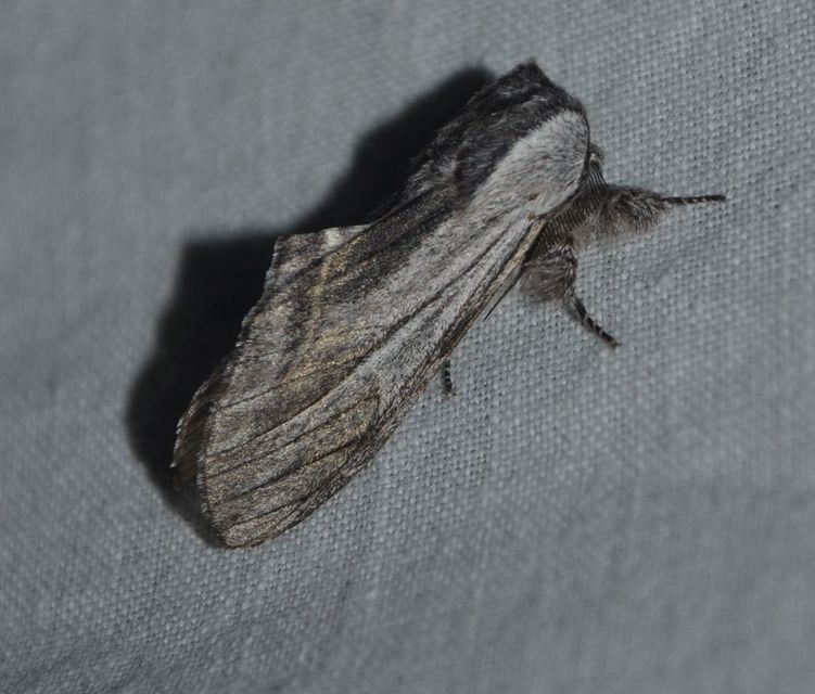 Harpyia milhauseri - pergamen-púposszövő