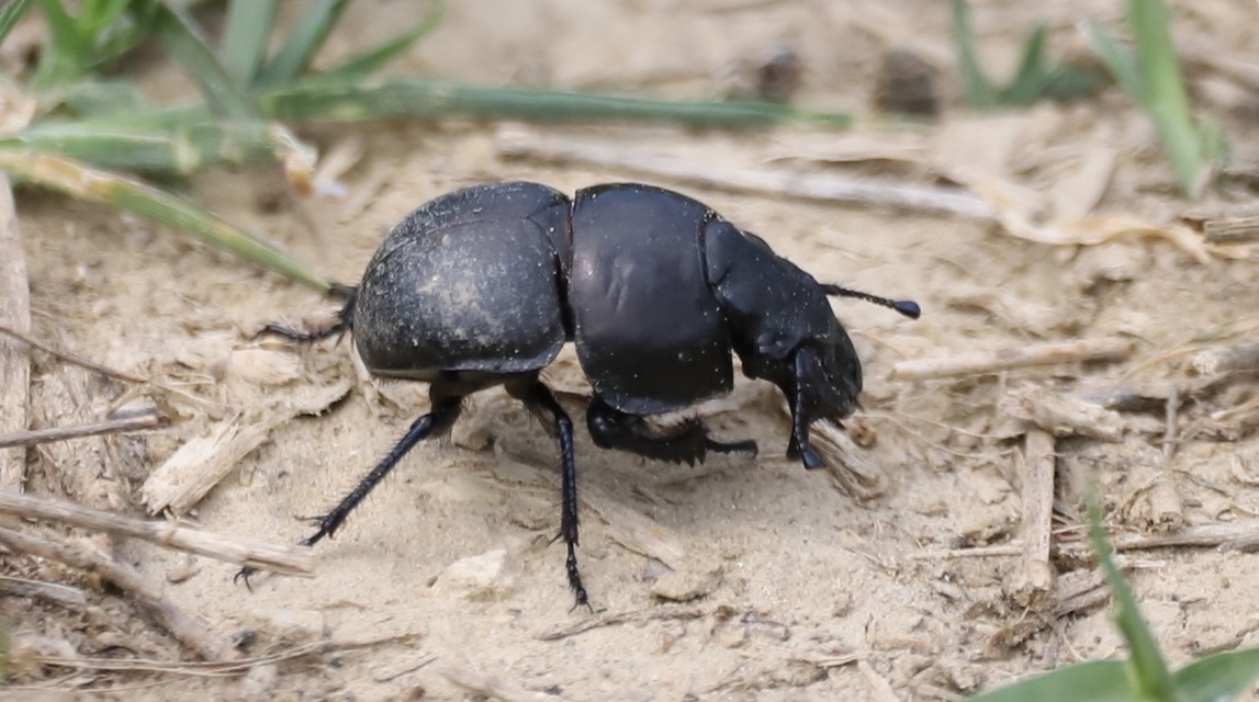 Lethrus apterus - nagyfejű csajkó