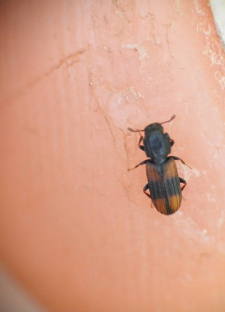 Bitoma crenata - szalagos héjbogár