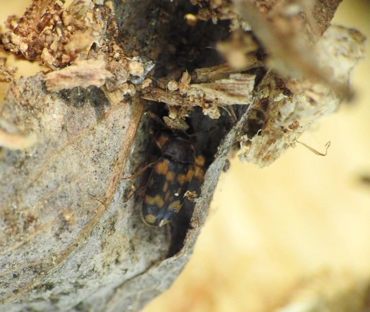 Mycetophagus atomarius - tarka gombabogár
