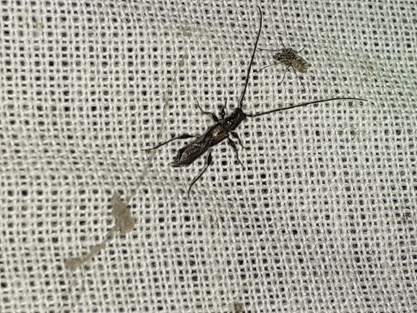 Molorchus umbellatarum - foltoslábú légycincér