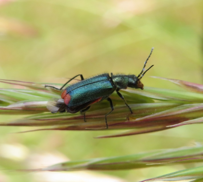 Malachius bipustulatus - kétfoltos bibircsesbogár
