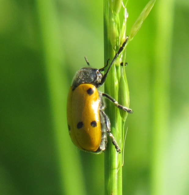 Lachnaia sexpunctata - szőrösnyakú zsákhordóbogár