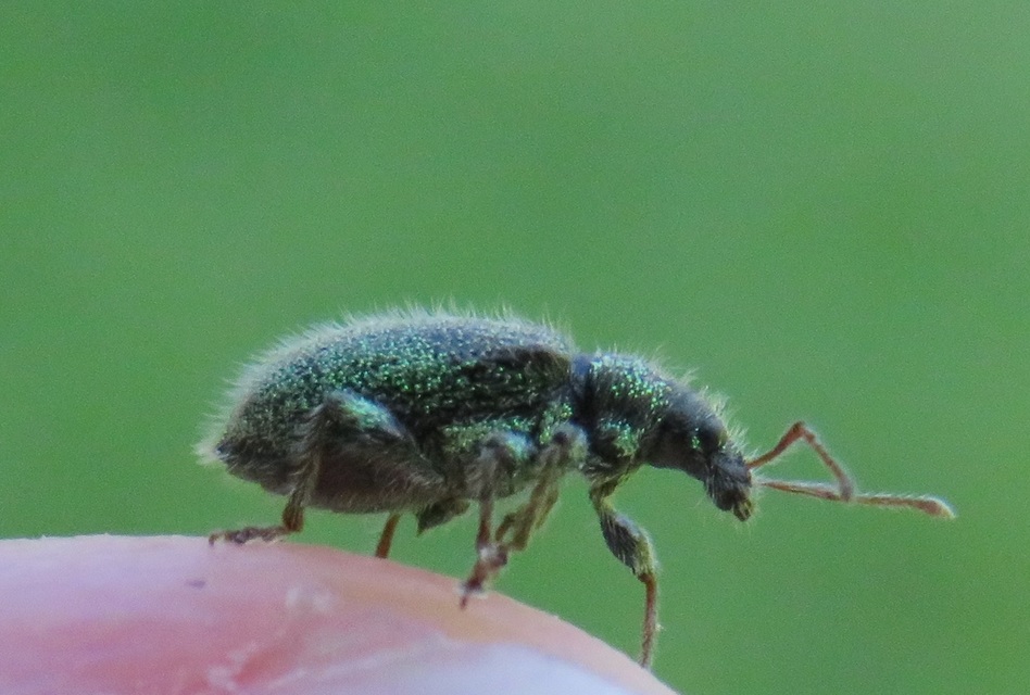 Phyllobius betulinus - változékony levélormányos