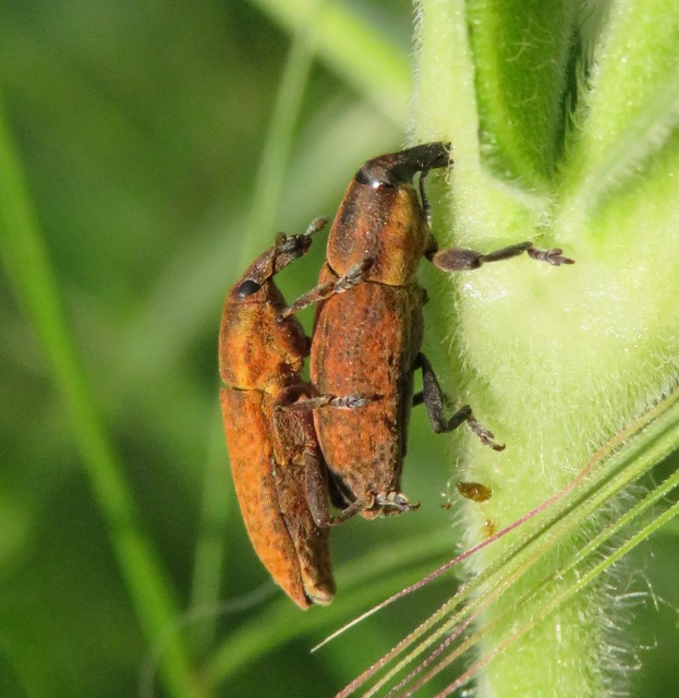 Lixus brevipes - vaskosorrú dudvabarkó