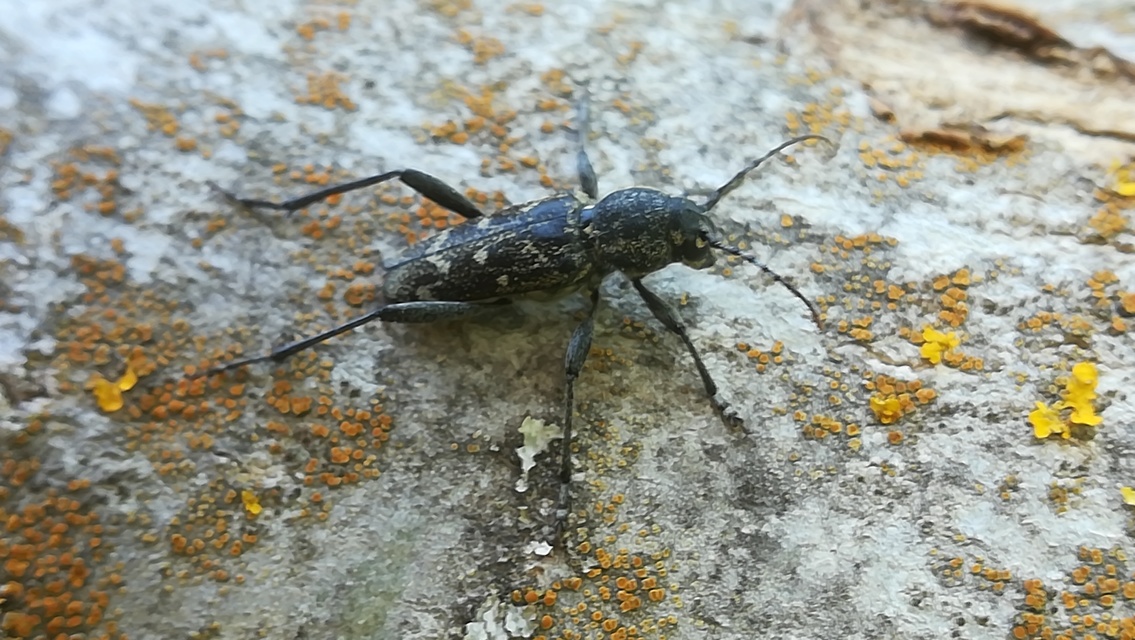 Xylotrechus rusticus - egérszínű darázscincér