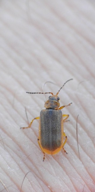 Galerucella nymphaeae - tavirózsa olajosbogár