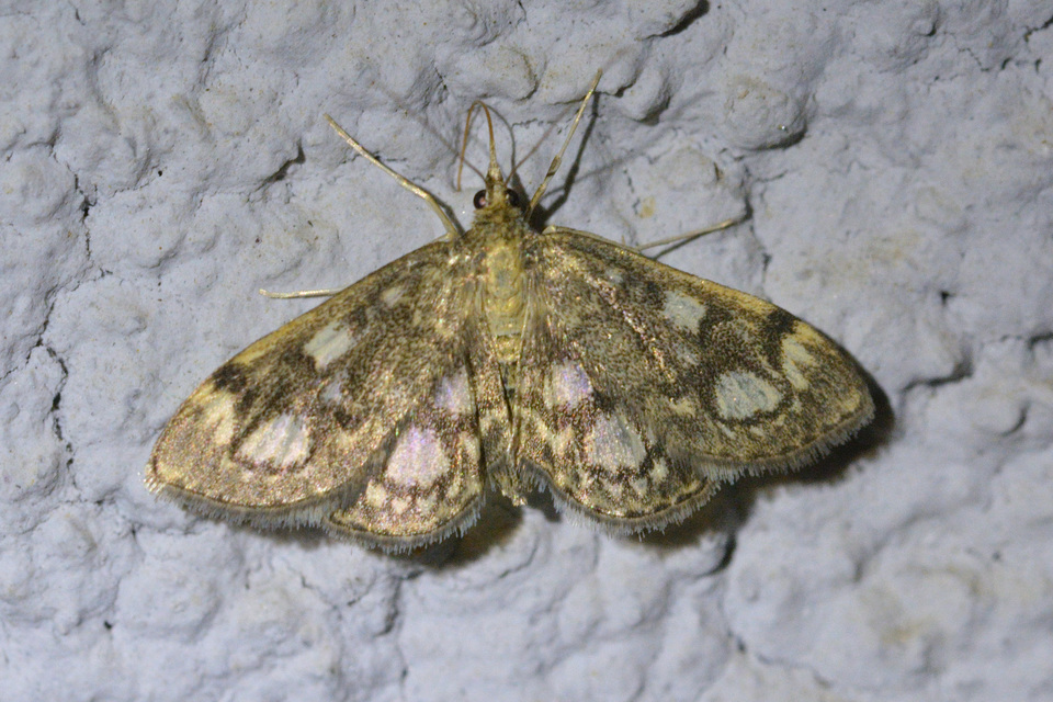 Anania coronata - koronás dudvamoly
