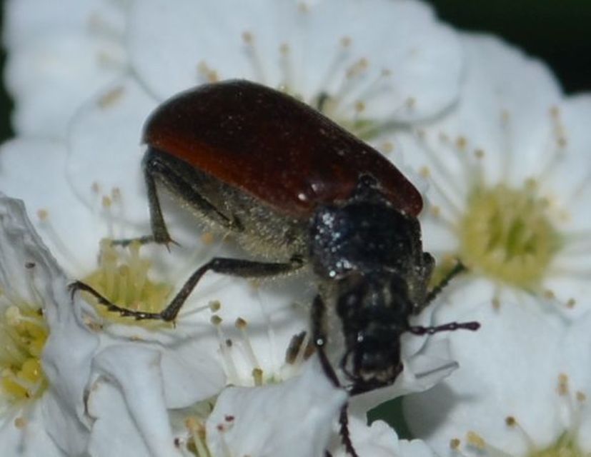 Omophlus proteus - közönséges pejbogár Omophlus proteus - közönséges pejbogár