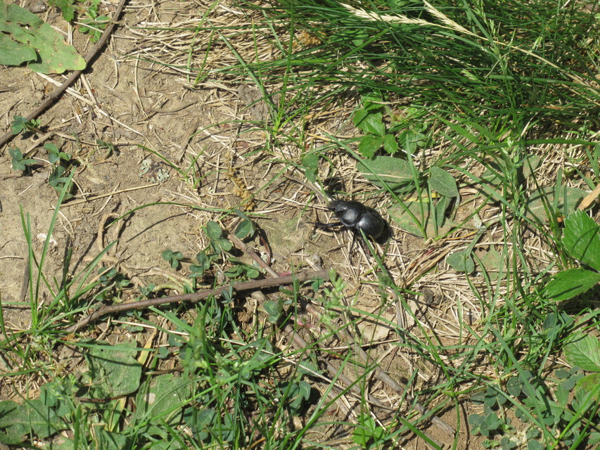 Lethrus apterus - nagyfejű csajkó