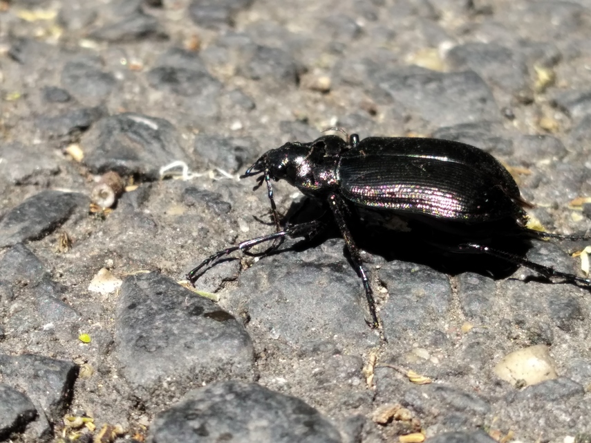Calosoma inquisitor - kis bábrabló