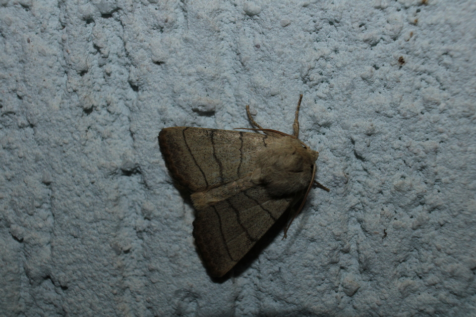 Charanyca trigrammica - háromsávos lombbagoly