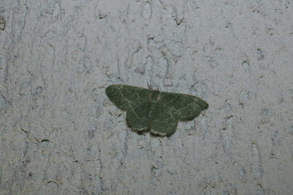 Chlorissa viridata/cloraria
