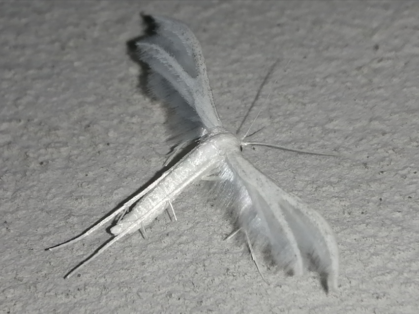 Pterophorus pentadactyla - fehér tollasmoly