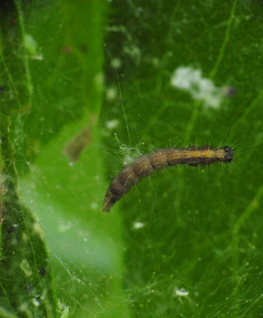 Scythropia crataegella - galagonya-pókhálósmoly