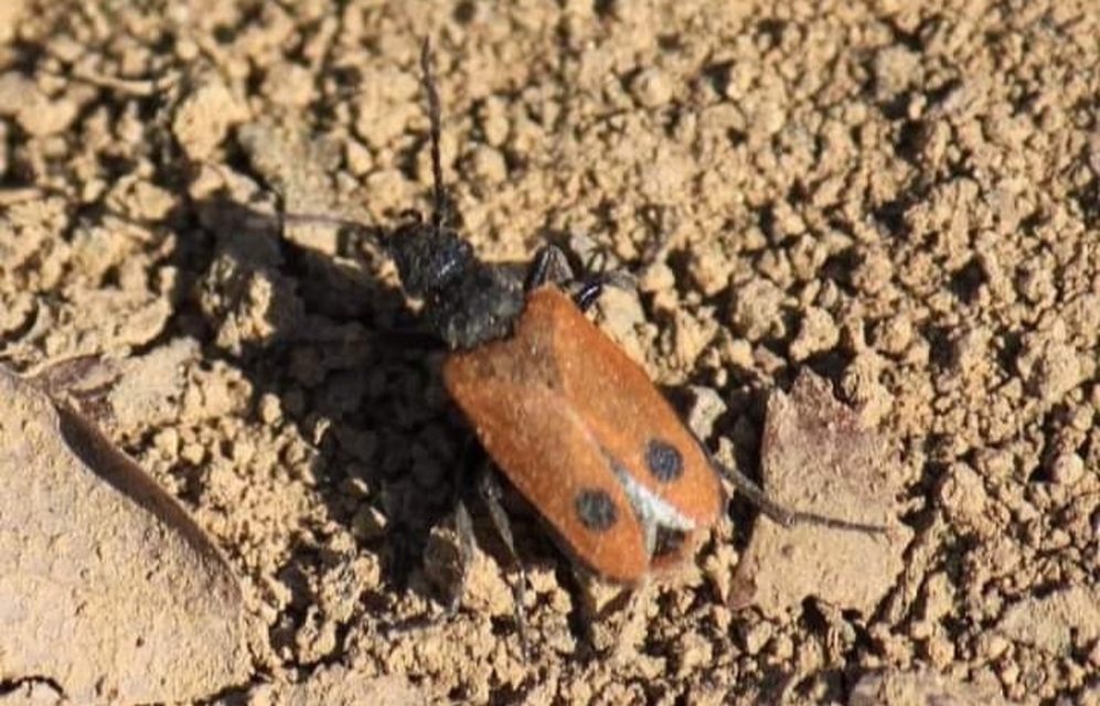 Apalus bimaculatus - kétfoltos élősdibogár