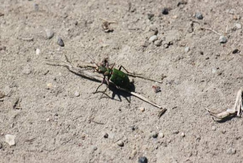 Cicindela campestris - mezei homokfutrinka