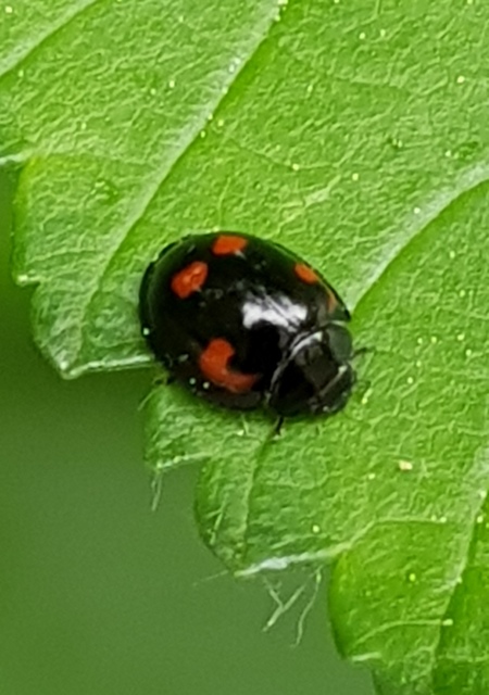 Exochomus quadripustulatus - négyfoltos szerecsenkata