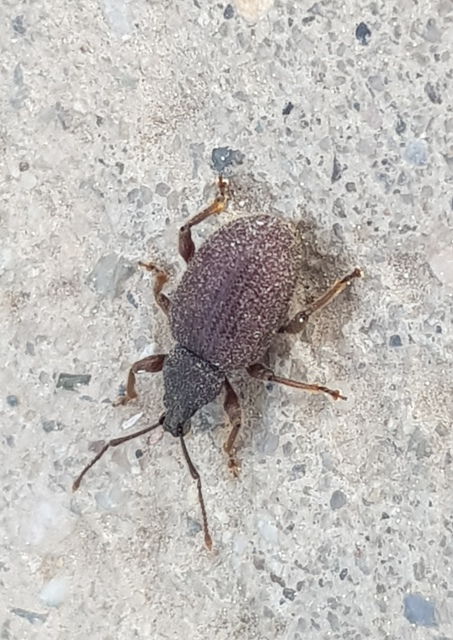 Otiorhynchus rugosostriatus - szamóca-gyalogormányos