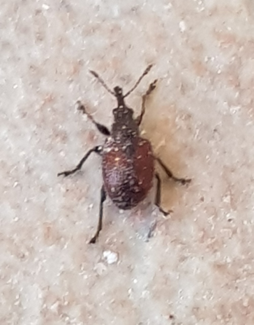 Tatianaerhynchites aequatus - piros kökényeszelény