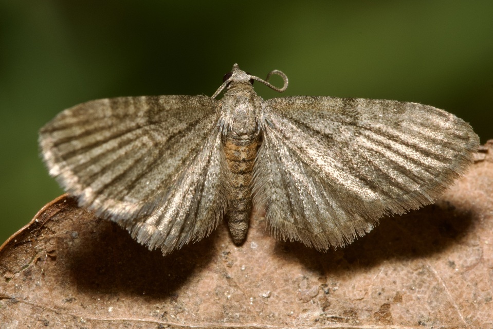 Eupithecia haworthiata - rozsdástestű törpearaszoló