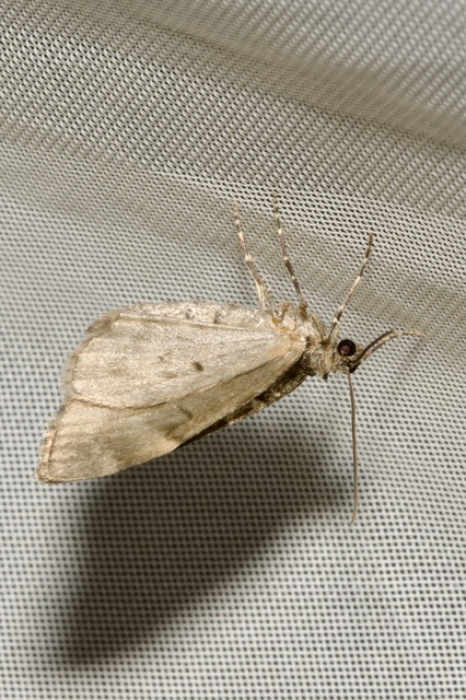 Theria