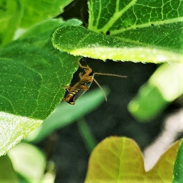 Cantharis lateralis - szegélyes lágybogár