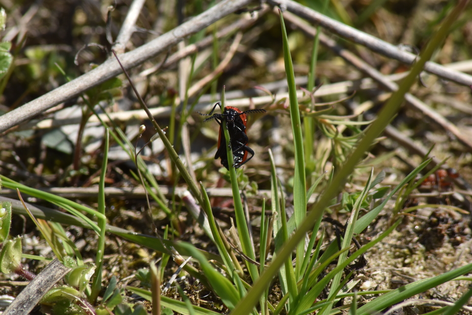 Pyrochroa serraticornis - közép-bíborbogár