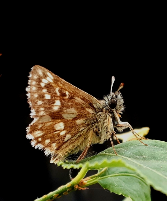Spialia orbifer - törpe busalepke
