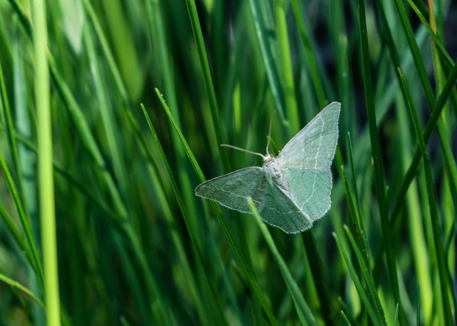 Chlorissa viridata/cloraria