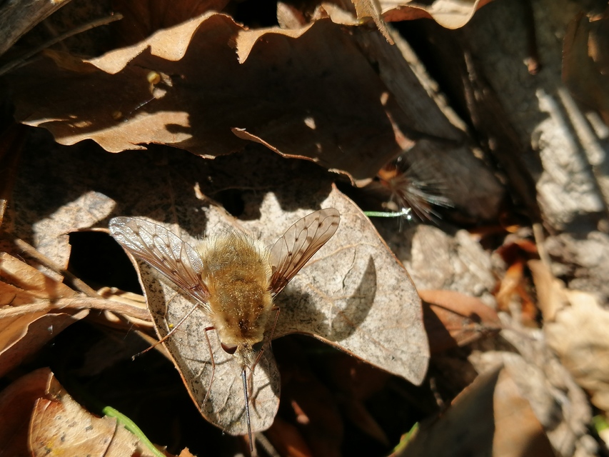 Bombylius medius - fehérfarú pöszörlégy