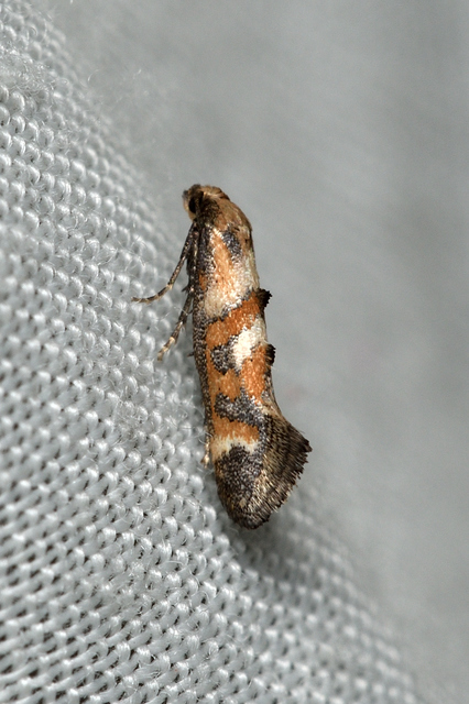Epermenia pontificella - tarka íveltmoly