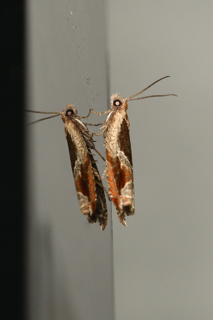 Ancylis unculana - szedersodró horgasmoly