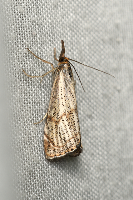 Thisanotia chrysonuchella - tavaszi fűgyökérmoly