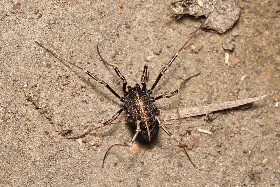 Egaenus convexus