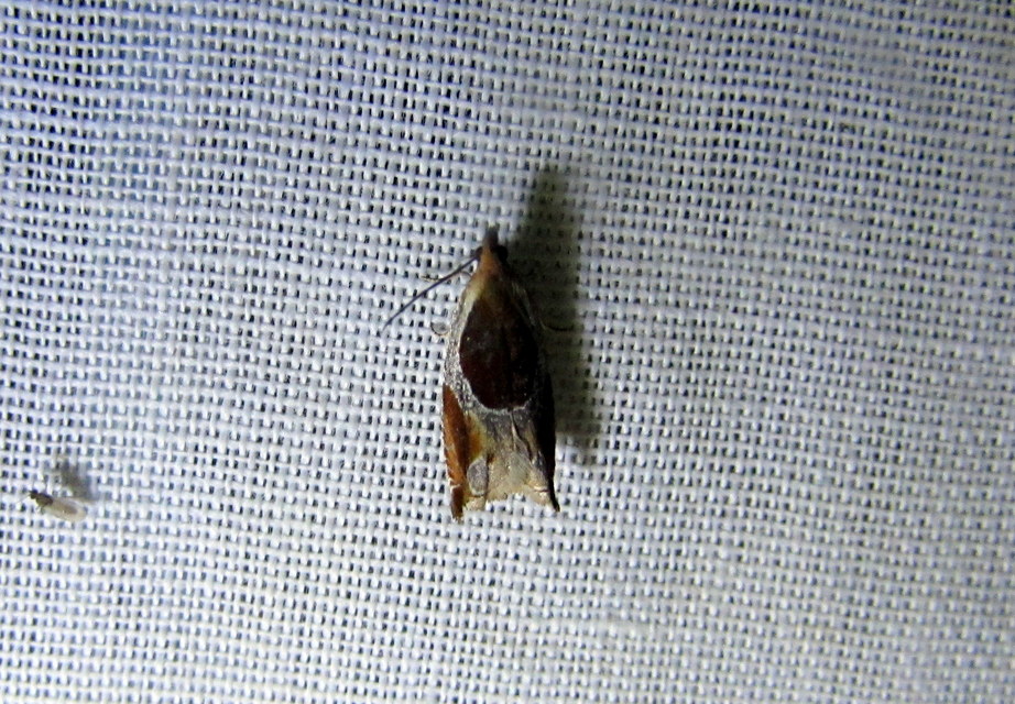 Ancylis unculana - szedersodró horgasmoly