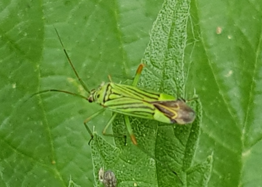Mermitelocerus schmidtii