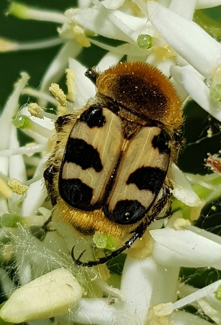 Trichius sexualis - keleti prémesbogár
