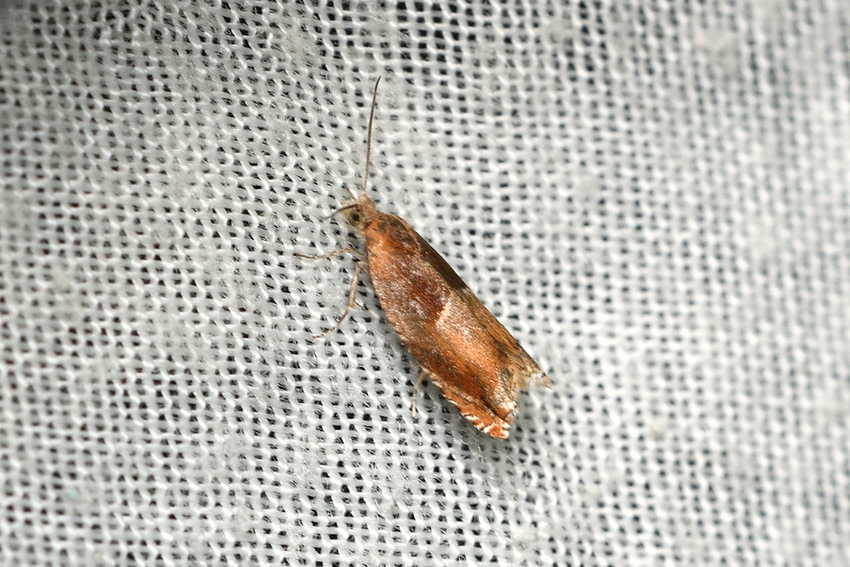 Ancylis mitterbacheriana - tölgysodró horgasmoly