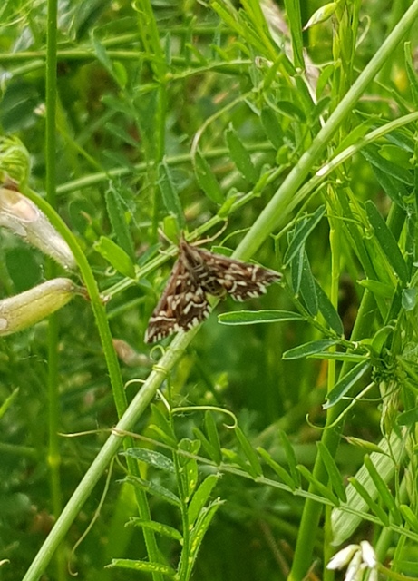 Diasemia reticularis - betűmintás tűzmoly