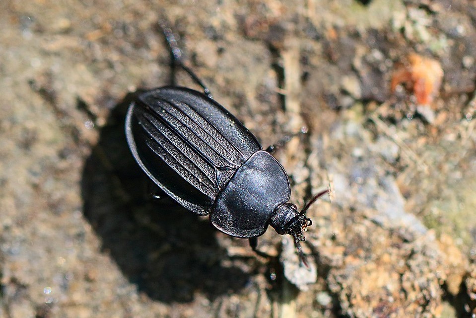 Silpha carinata - karimás dögbogár