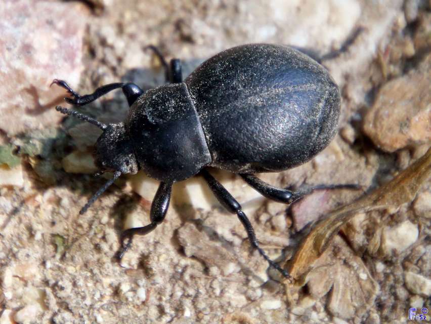 Gnaptor spinimanus - pohos gyászbogár