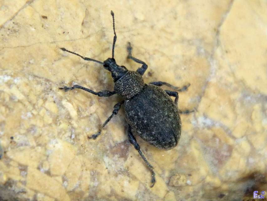 Otiorhynchus ligustici - vincellér-gyalogormányos