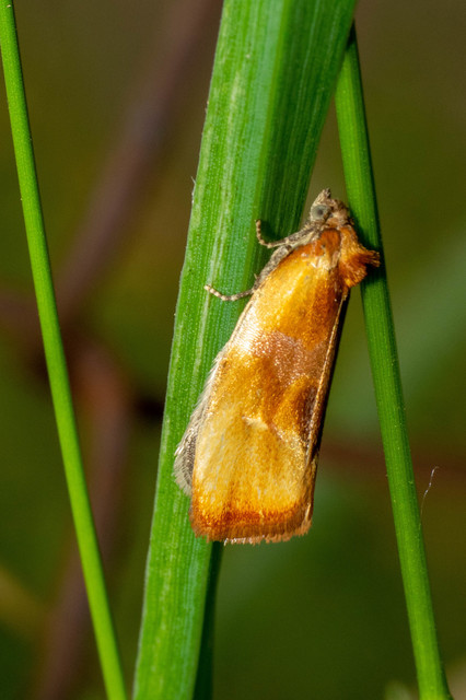 Eulia ministrana - aranybarna sodrómoly