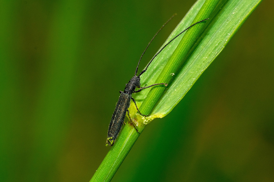 Theophilea subcylindricollis - hengeres szalmacincér Theophilea subcylindricollis - hengeres szalmacincér