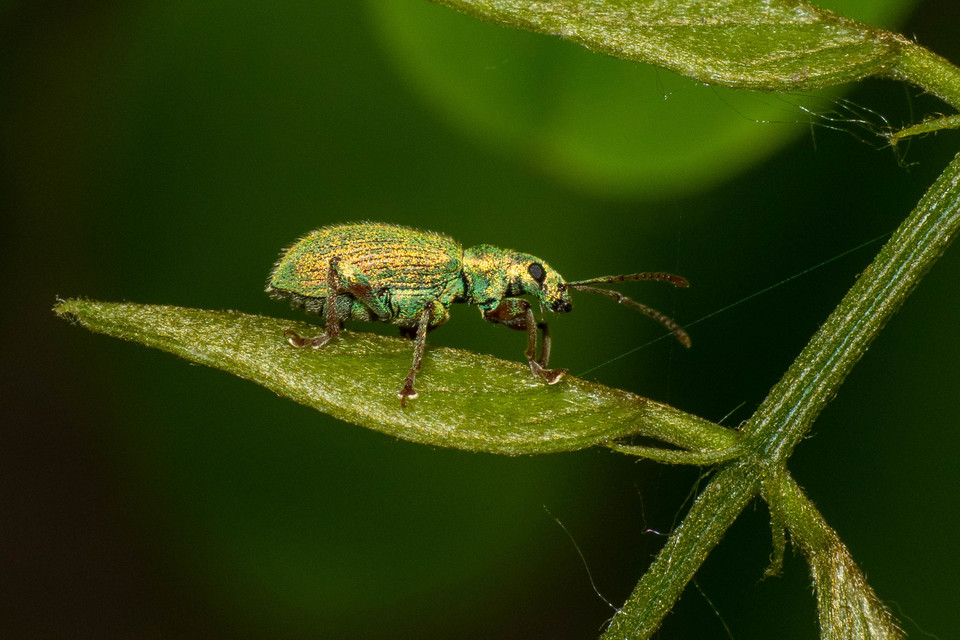 Phyllobius argentatus - ezüstös levélormányos