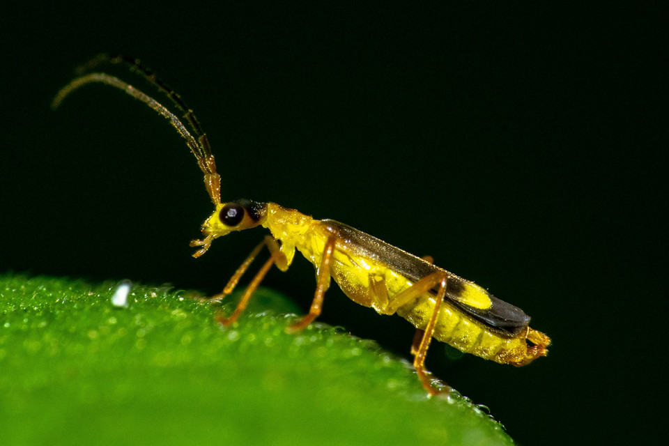 Malthinus