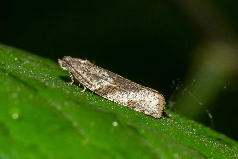 Argyrotaenia ljungiana - ékes sodrómoly