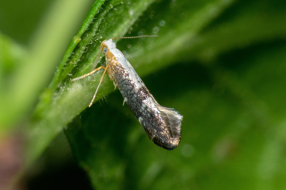 Argyresthia