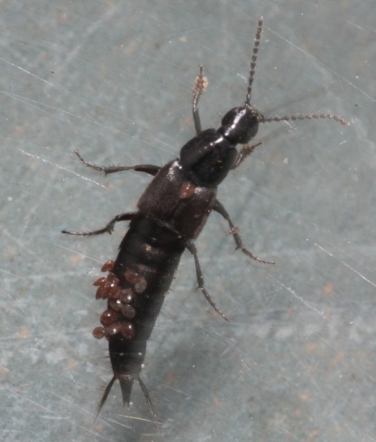 Philonthus